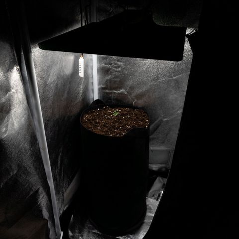 Claudia I growlog timeline photo
