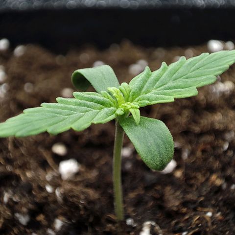 Claudia I growlog timeline photo