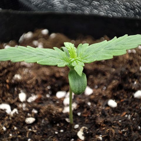 Claudia I growlog timeline photo