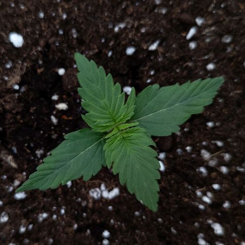 Claudia I growlog timeline photo