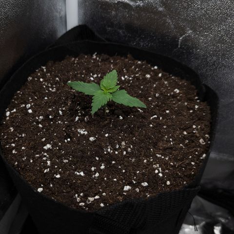 Claudia I growlog timeline photo