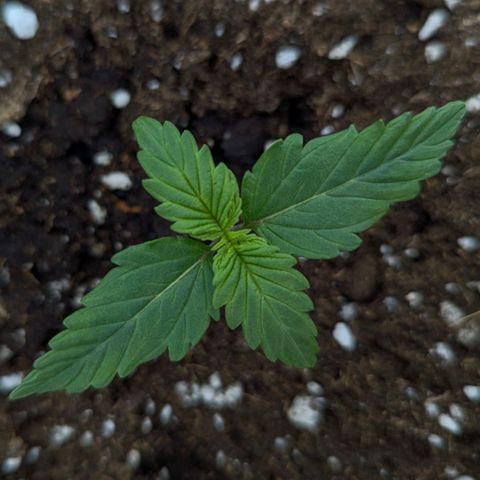 Claudia I growlog timeline photo