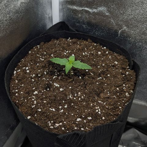 Claudia I growlog timeline photo