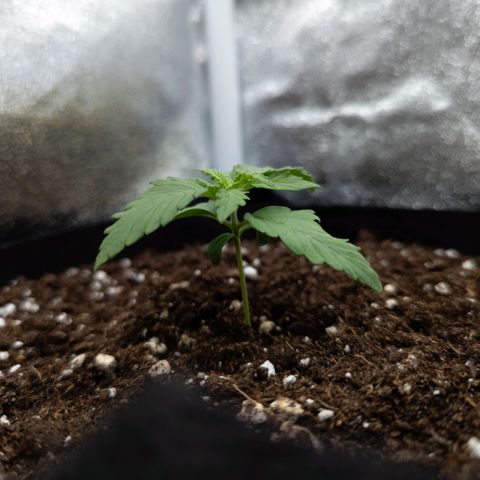 Claudia I growlog timeline photo