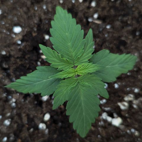 Claudia I growlog timeline photo