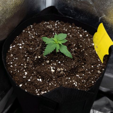 Claudia I growlog timeline photo