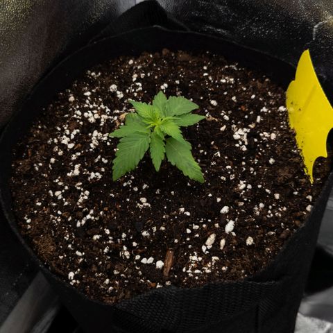 Claudia I growlog timeline photo