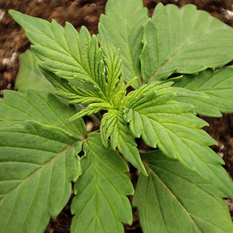 Claudia I growlog timeline photo