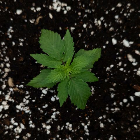 Claudia I growlog timeline photo