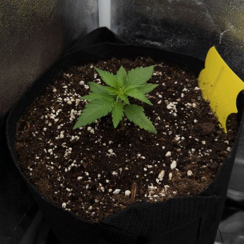 Claudia I growlog timeline photo