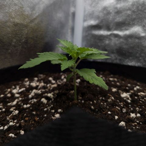 Claudia I growlog timeline photo