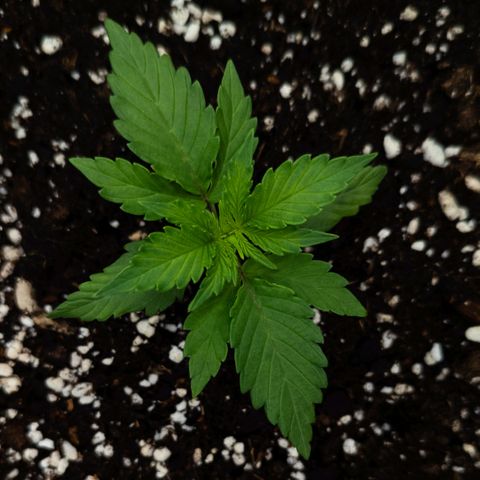 Claudia I growlog timeline photo