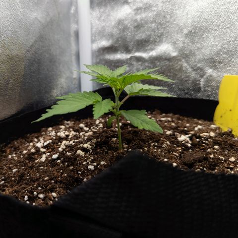 Claudia I growlog timeline photo