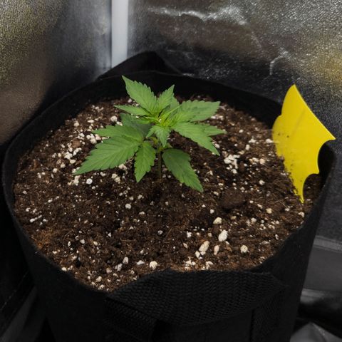 Claudia I growlog timeline photo