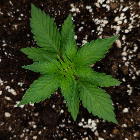 Claudia I growlog timeline photo