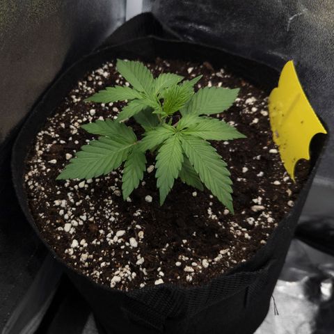 Claudia I growlog timeline photo