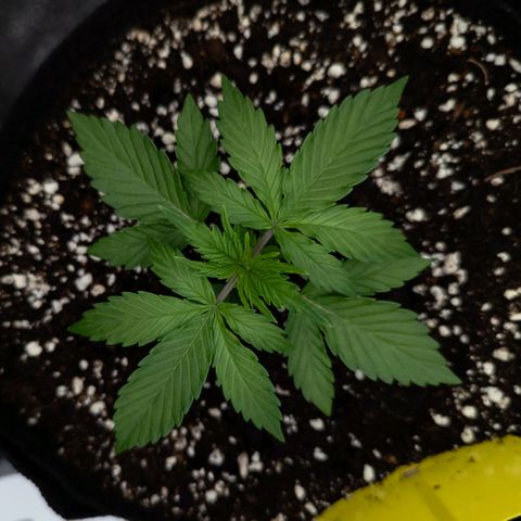 Claudia I growlog timeline photo