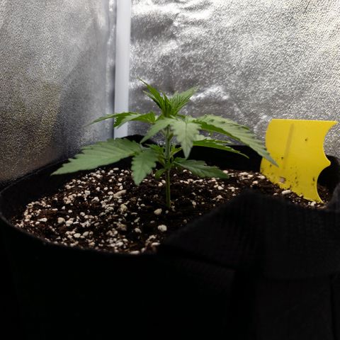 Claudia I growlog timeline photo