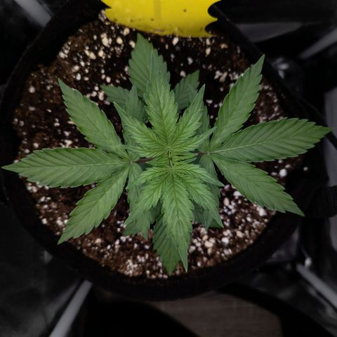 Claudia I growlog timeline photo
