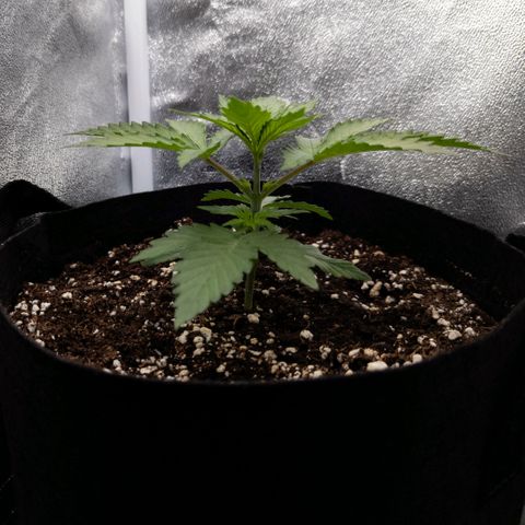 Claudia I growlog timeline photo