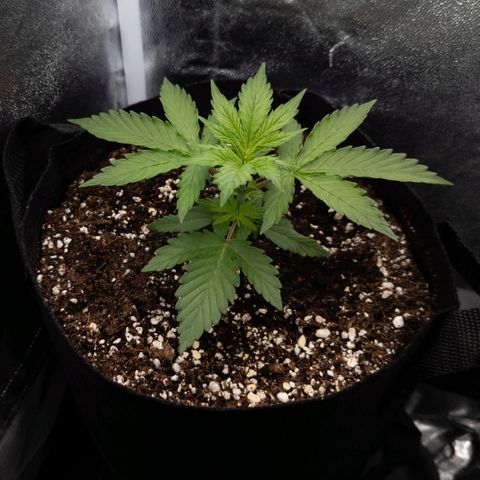 Claudia I growlog timeline photo