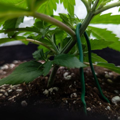 Claudia I growlog timeline photo