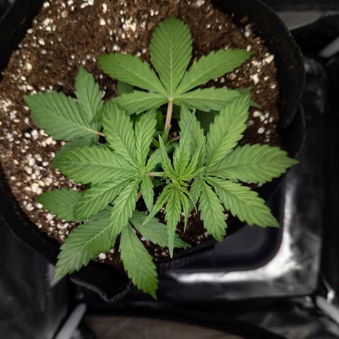 Claudia I growlog timeline photo