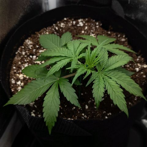 Claudia I growlog timeline photo