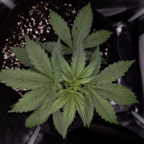 Claudia I growlog timeline photo
