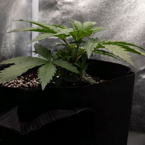 Claudia I growlog timeline photo