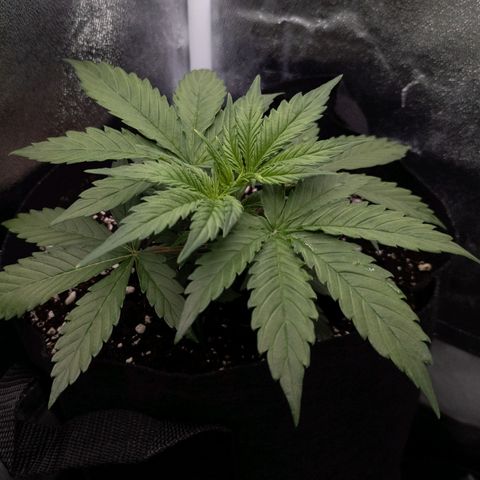 Claudia I growlog timeline photo