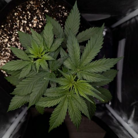 Claudia I growlog timeline photo