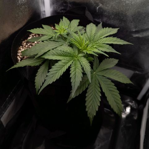 Claudia I growlog timeline photo
