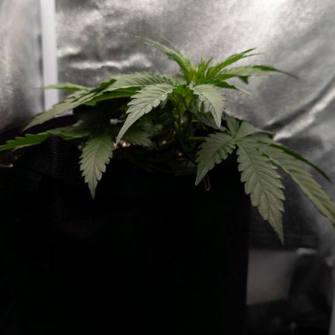 Claudia I growlog timeline photo