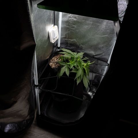 Claudia I growlog timeline photo