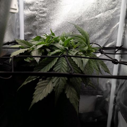 Claudia I growlog timeline photo