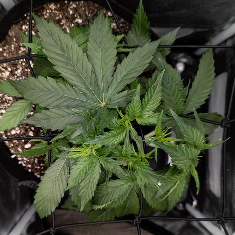Claudia I growlog timeline photo