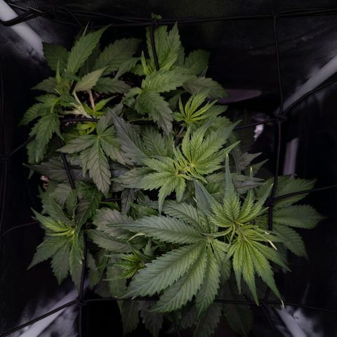 Claudia I growlog timeline photo