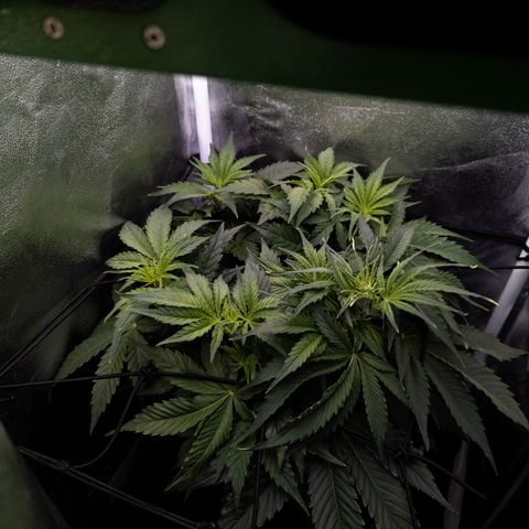 Claudia I growlog timeline photo
