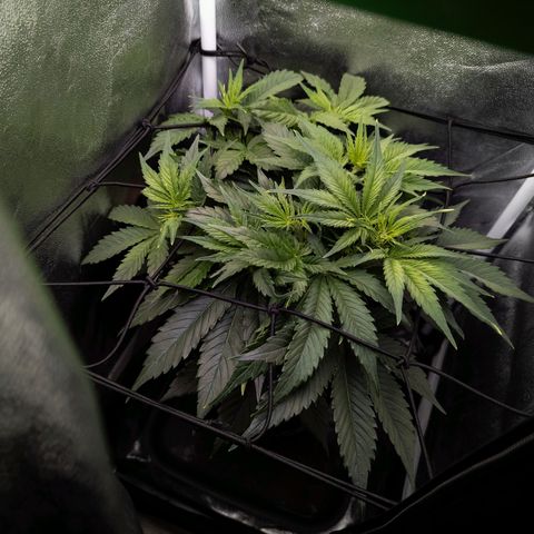 Claudia I growlog timeline photo