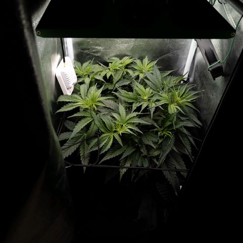 Claudia I growlog timeline photo