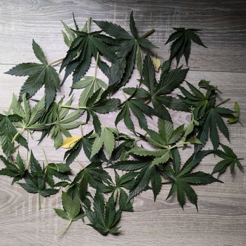 Claudia I growlog timeline photo