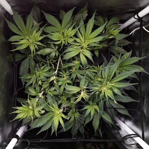 Claudia I growlog timeline photo