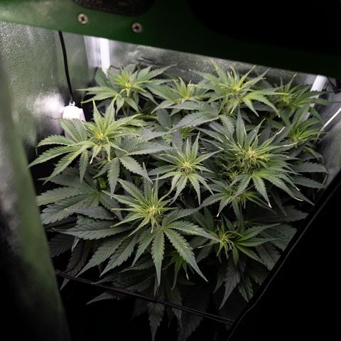 Claudia I growlog timeline photo