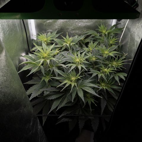 Claudia I growlog timeline photo