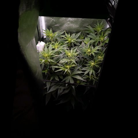 Claudia I growlog timeline photo