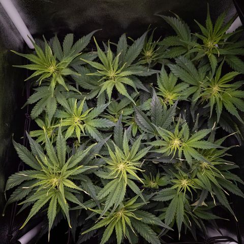 Claudia I growlog timeline photo