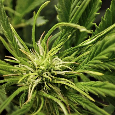 Claudia I growlog timeline photo