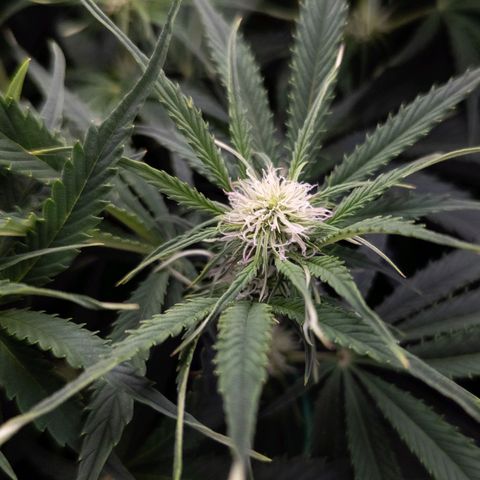 Claudia I growlog timeline photo