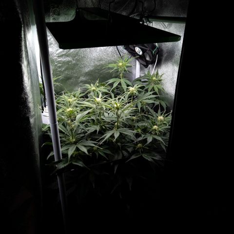 Claudia I growlog timeline photo